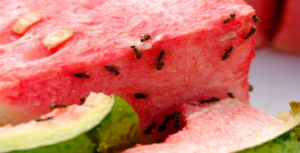 ants eating on watermelon