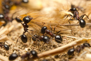 what do ants eat in garden