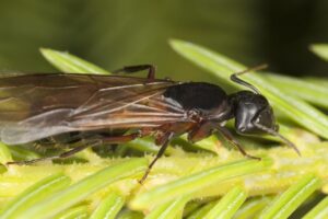 carpenter ants with wings