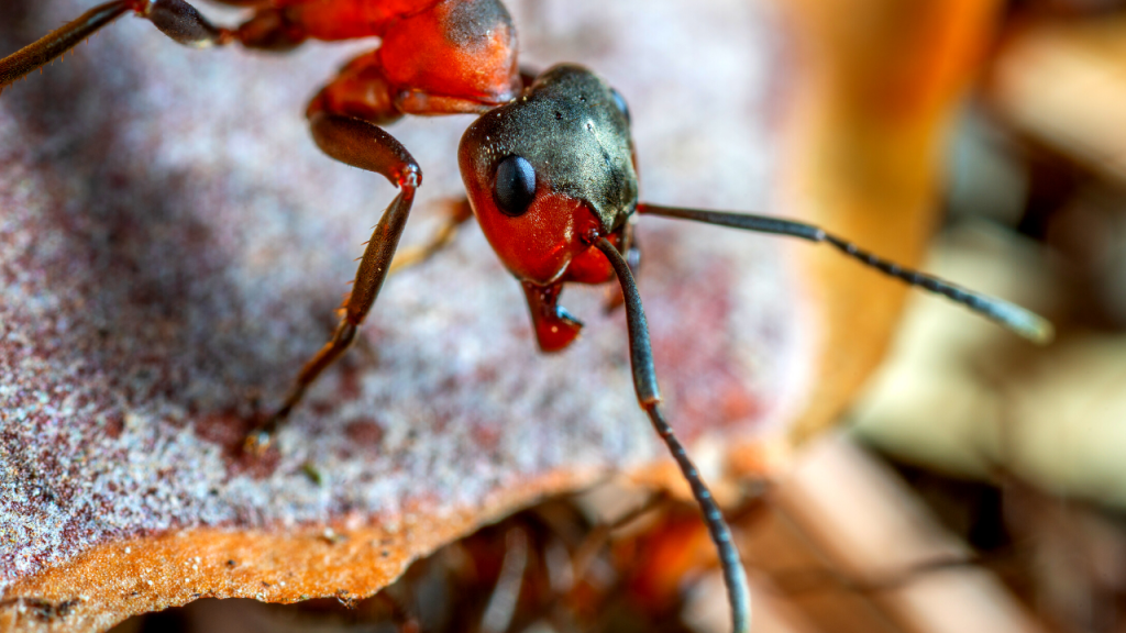 facts about ants