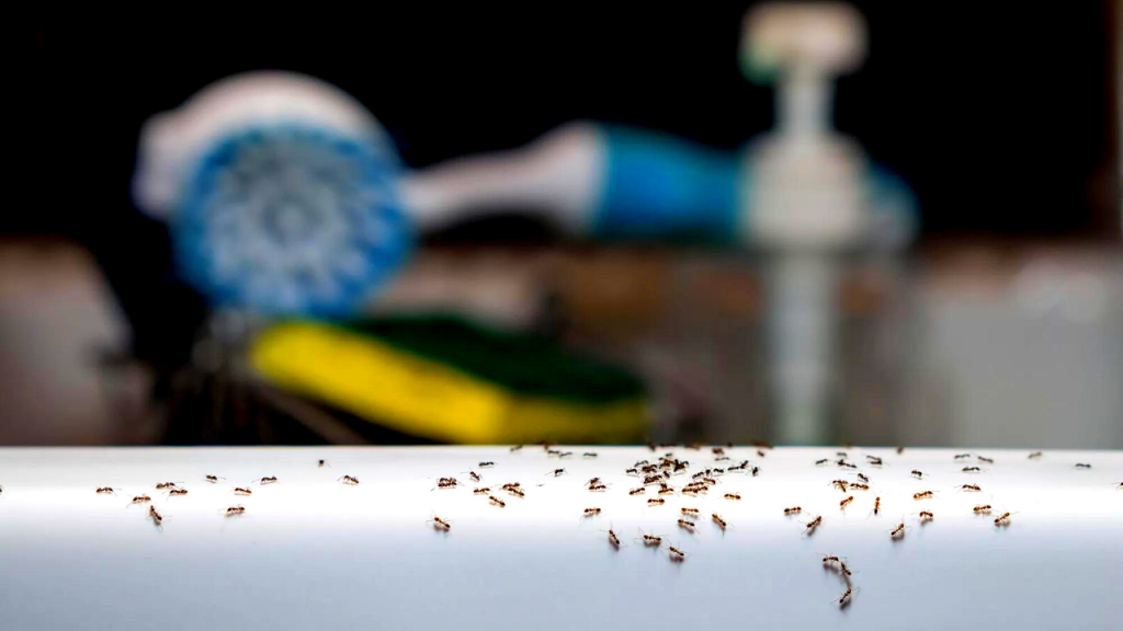 get rid of ants in bathroom
