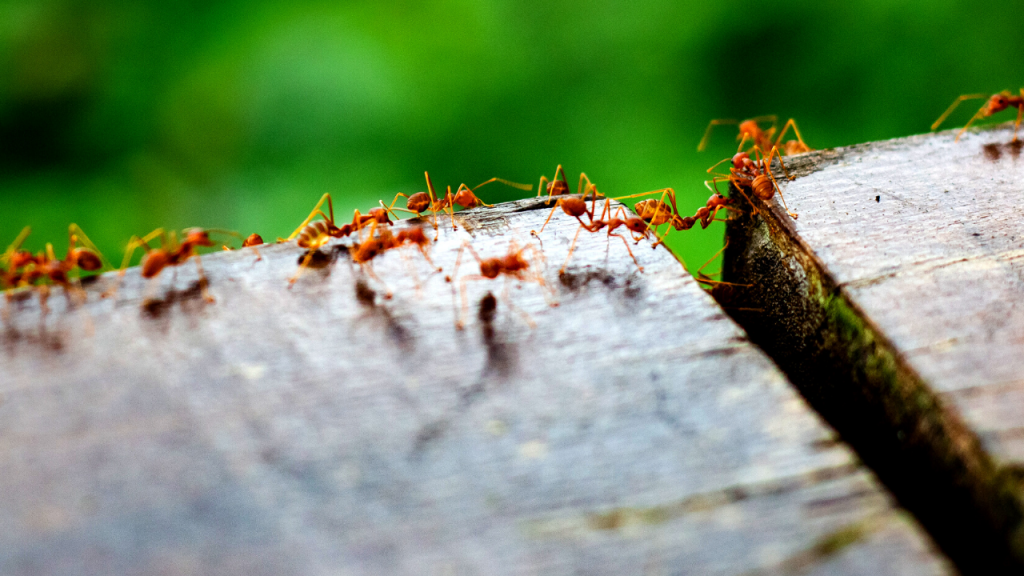 do ants spread diseases - faq about ants
