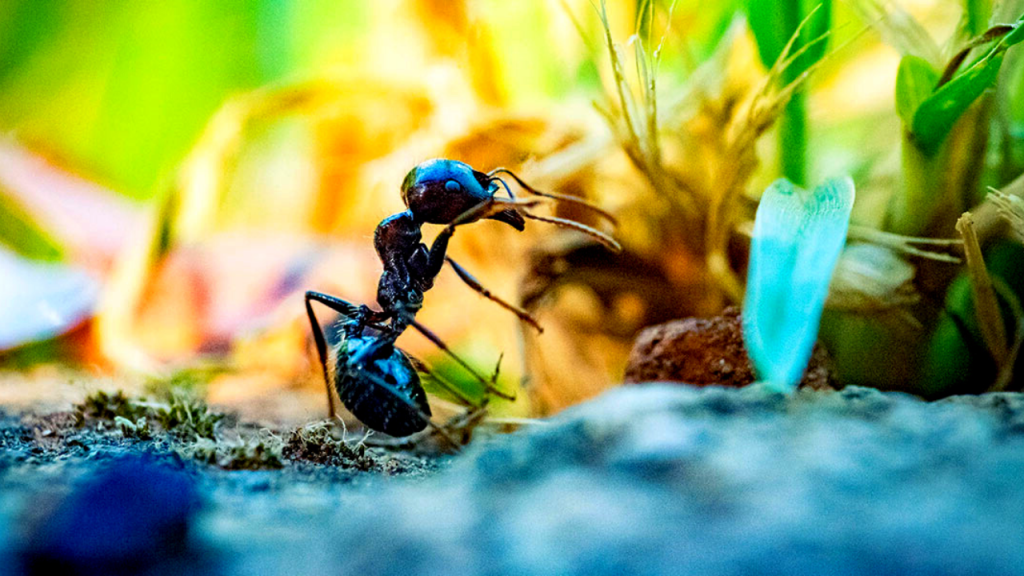 does killing ants attract more