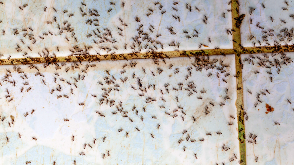 get rid of ants in bathroom