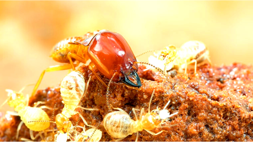 ants vs termites