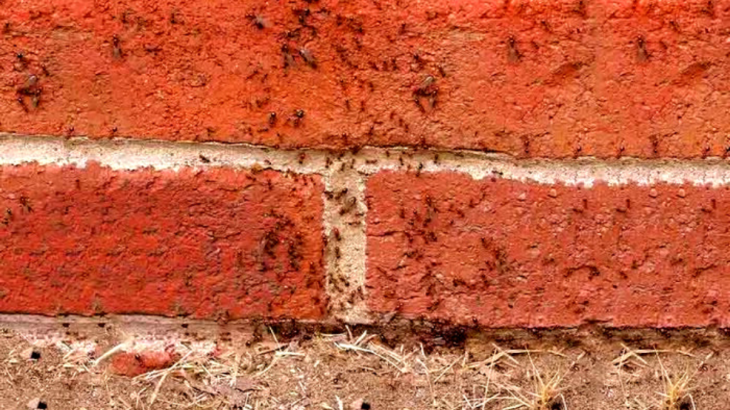 ants in the walls