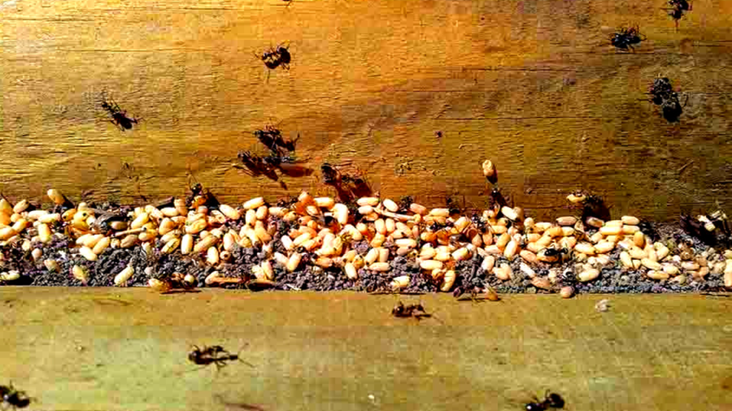 ants in the walls