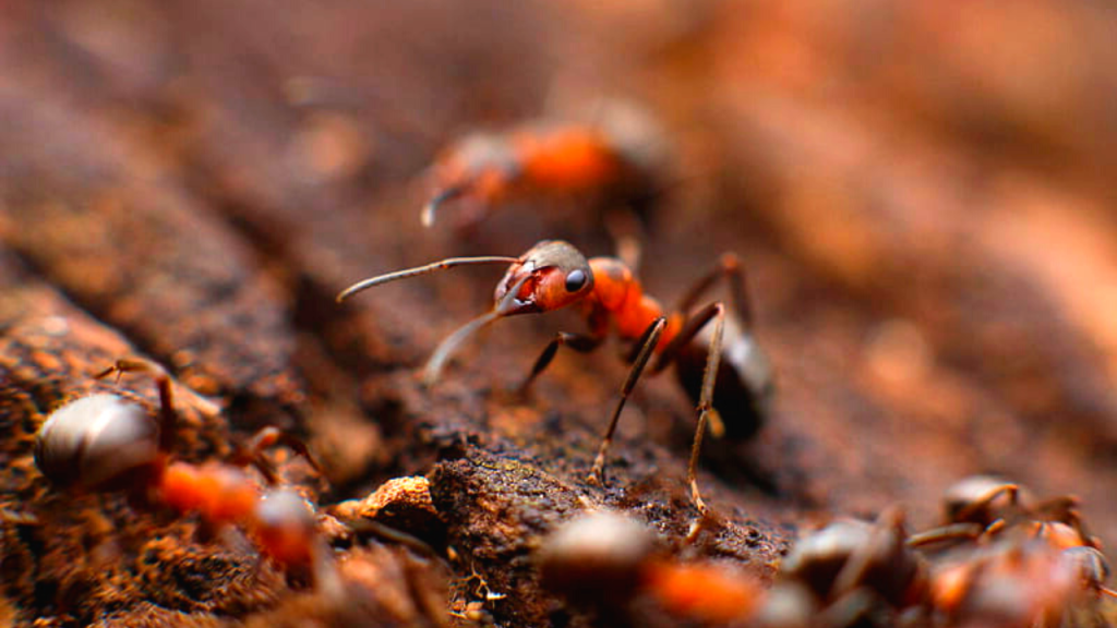 how long do ants live
