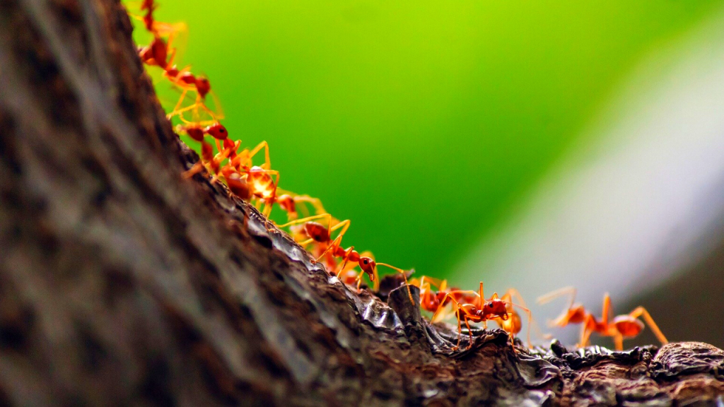how long do ants live