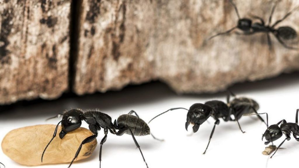carpenter ants control