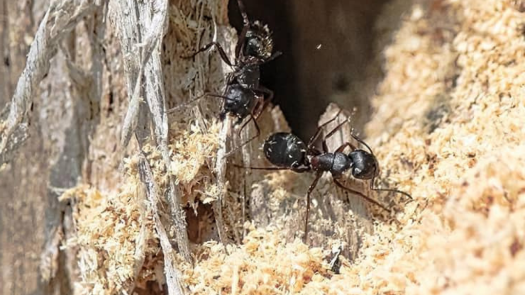 carpenter ants control
